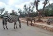 safari_zoo2
